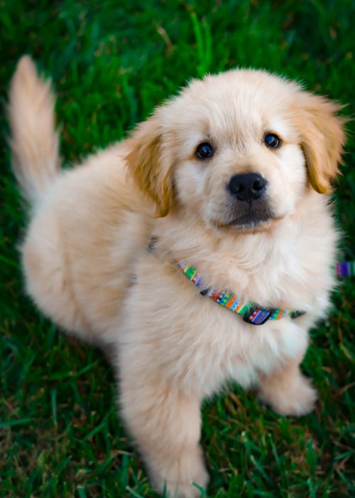 light golden retriever puppy on green grass field during daytime